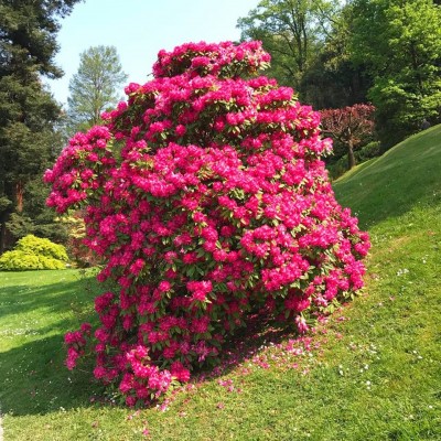 Bellagio - Giardini di Villa Melzi